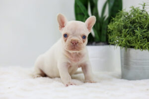 Image of Candy🎄, a French Bulldog puppy