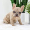 Image of Caramel🎄, a French Bulldog puppy