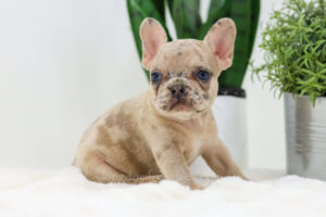 Image of Caramel🎄, a French Bulldog puppy