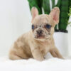 Image of Caramel🎄, a French Bulldog puppy