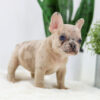 Image of Caramel🎄, a French Bulldog puppy