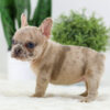 Image of Caramel🎄, a French Bulldog puppy