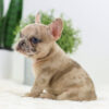 Image of Caramel🎄, a French Bulldog puppy