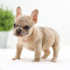 Image of Caramel🎄, a French Bulldog puppy