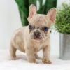 Image of Caramel🎄, a French Bulldog puppy