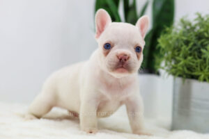 Image of Carter🎄, a French Bulldog puppy