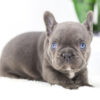 Image of Chief🎄, a French Bulldog puppy