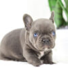 Image of Chief🎄, a French Bulldog puppy