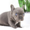 Image of Chief🎄, a French Bulldog puppy