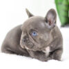 Image of Chief🎄, a French Bulldog puppy