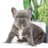 Image of Chief🎄, a French Bulldog puppy