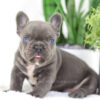 Image of Chief🎄, a French Bulldog puppy