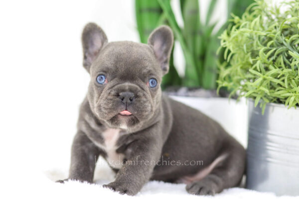 Image of Chief🎄, a French Bulldog puppy