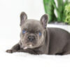 Image of Chief🎄, a French Bulldog puppy