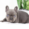 Image of Chief🎄, a French Bulldog puppy