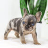 Image of Dasher🎄, a French Bulldog puppy