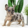 Image of Dasher🎄, a French Bulldog puppy