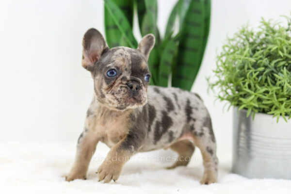 Image of Dasher🎄, a French Bulldog puppy