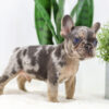 Image of Dasher🎄, a French Bulldog puppy