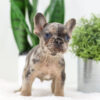 Image of Dasher🎄, a French Bulldog puppy