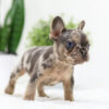 Image of Dasher🎄, a French Bulldog puppy