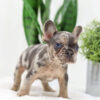 Image of Dasher🎄, a French Bulldog puppy