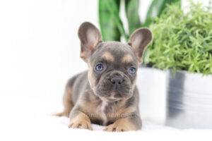 Image of Duke 🎄, a French Bulldog puppy