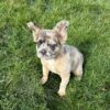 Image of Felicity (Fluffy), a French Bulldog puppy