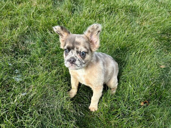 Image of Felicity (Fluffy), a French Bulldog puppy