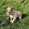 Image of Felicity (Fluffy), a French Bulldog puppy