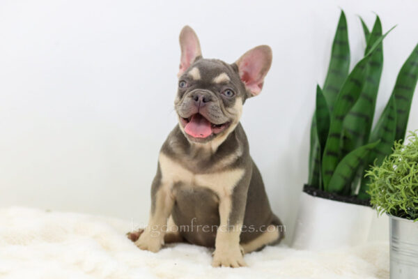 Image of Lana, a French Bulldog puppy