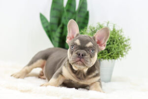 Image of Lana, a French Bulldog puppy