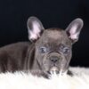 Image of Callie, a French Bulldog puppy