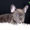 Image of Callie, a French Bulldog puppy