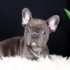 Image of Callie, a French Bulldog puppy