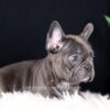 Image of Callie, a French Bulldog puppy