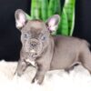 Image of Callie, a French Bulldog puppy