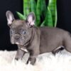 Image of Callie, a French Bulldog puppy