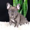 Image of Callie, a French Bulldog puppy