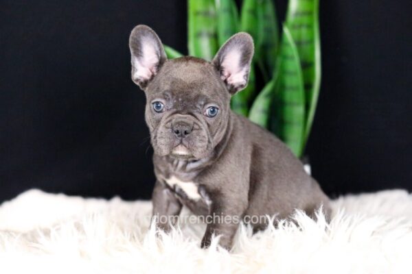 Image of Callie, a French Bulldog puppy