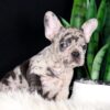 Image of Candace, a French Bulldog puppy