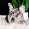 Image of Candace, a French Bulldog puppy