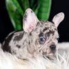 Image of Candace, a French Bulldog puppy