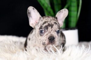 Image of Candace, a French Bulldog puppy