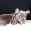 Image of Captain, a French Bulldog puppy