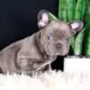 Image of Captain, a French Bulldog puppy