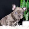 Image of Captain, a French Bulldog puppy