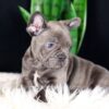 Image of Captain, a French Bulldog puppy