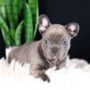 Image of Captain, a French Bulldog puppy