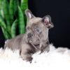 Image of Captain, a French Bulldog puppy